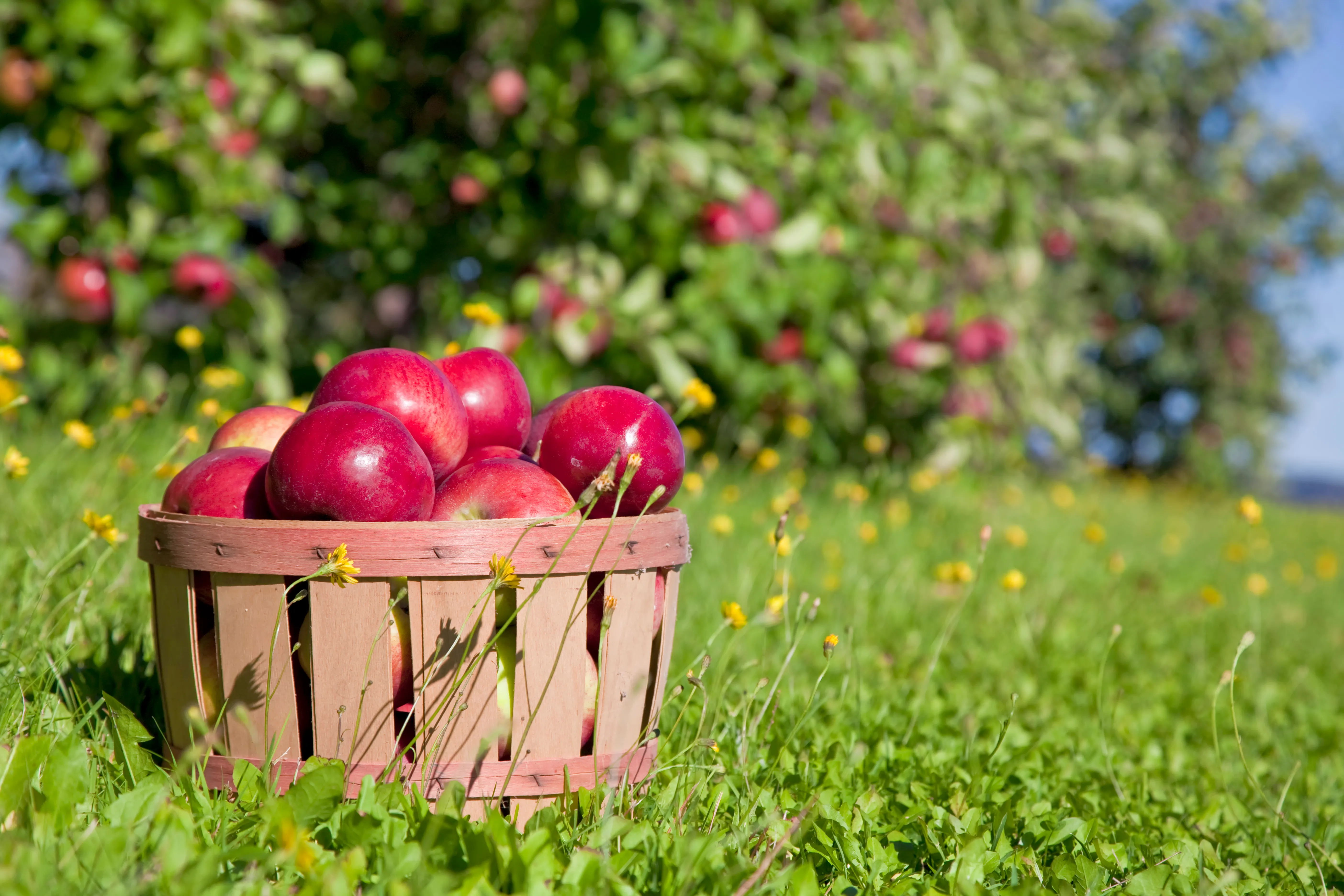 October Apple Picking Trip