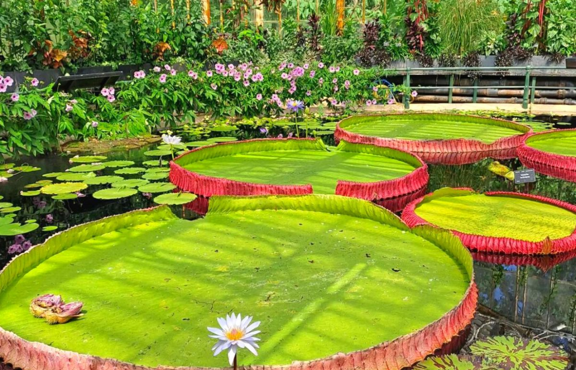 New York Botanical Garden Trip